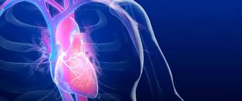 Cardiovascular