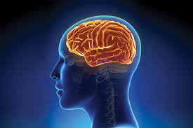 Head and Brain